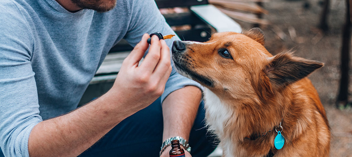 cbd oil for dogs
