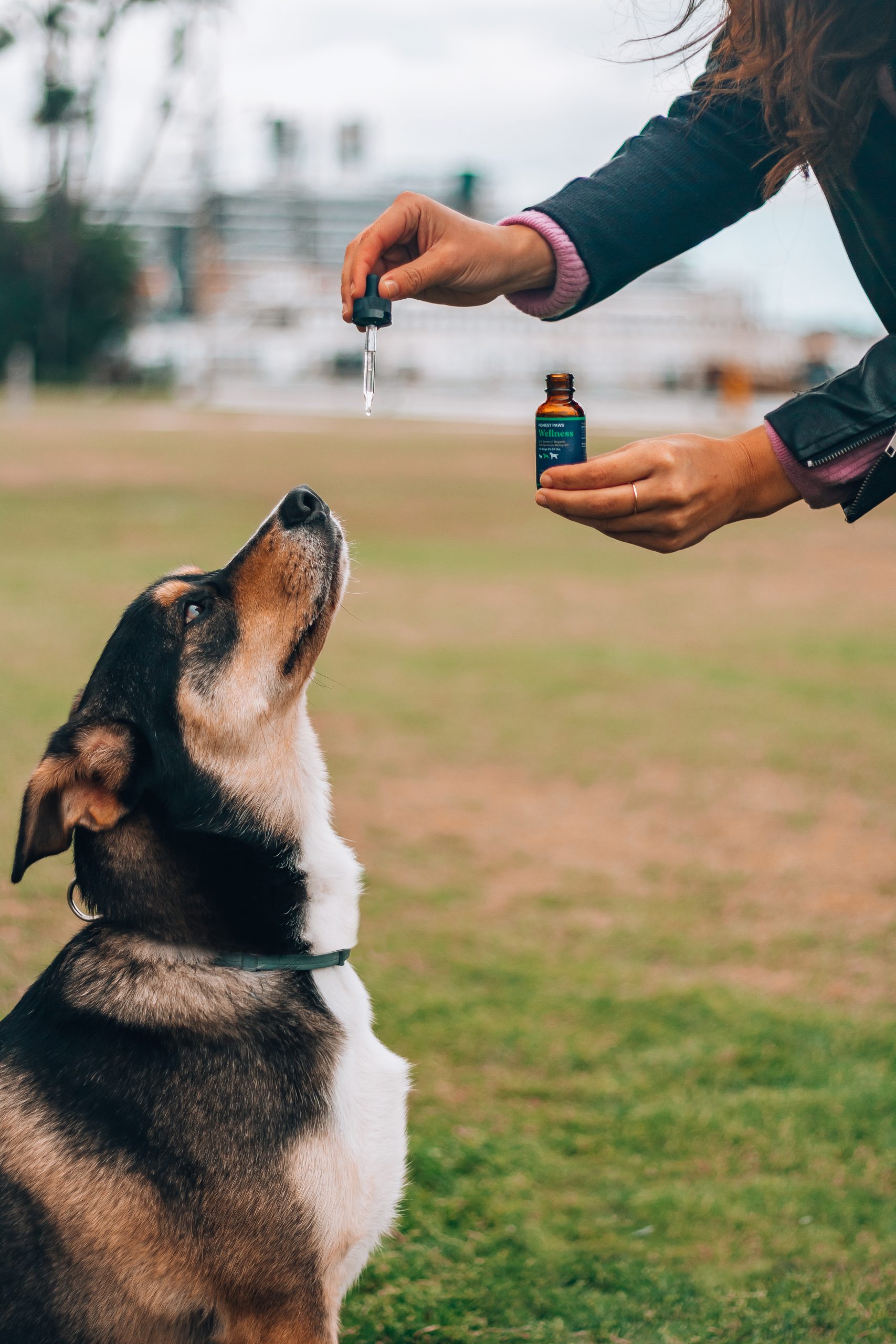 CBD Oil for Dogs