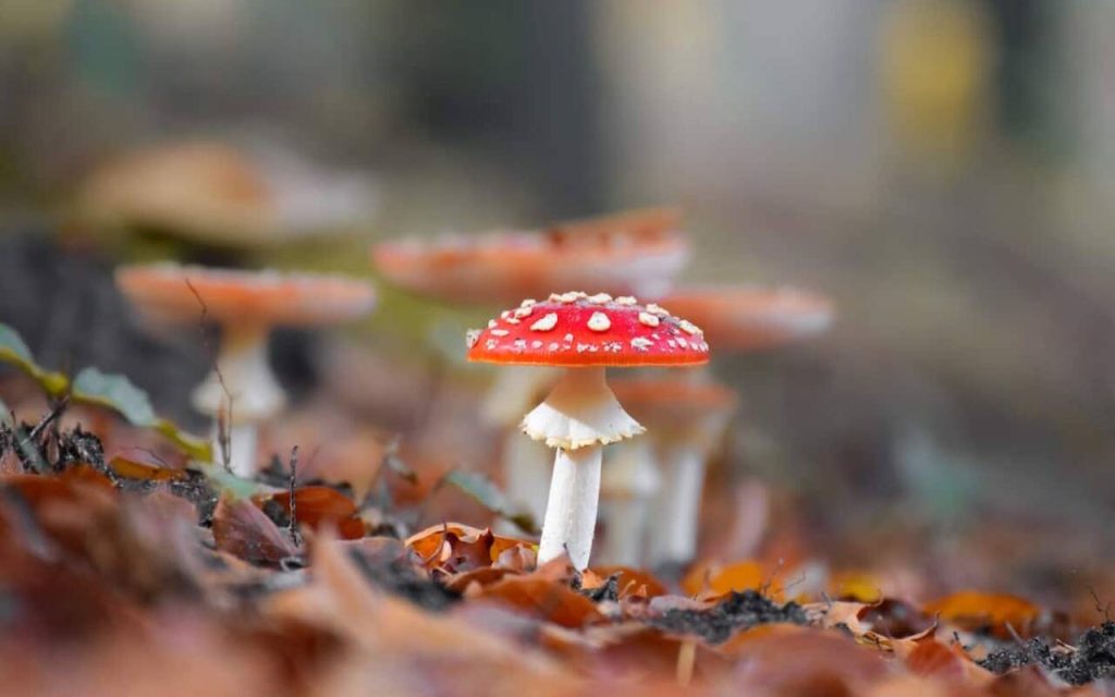 Muscaria Gummies
